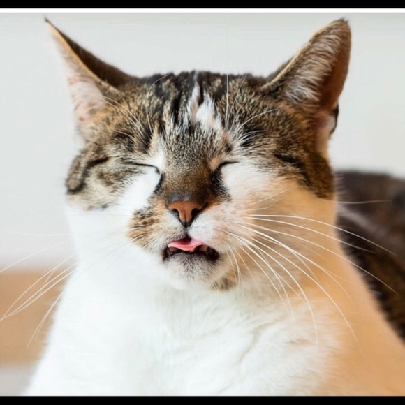 Meet your Posher, Bianca - Picture 1 of 2